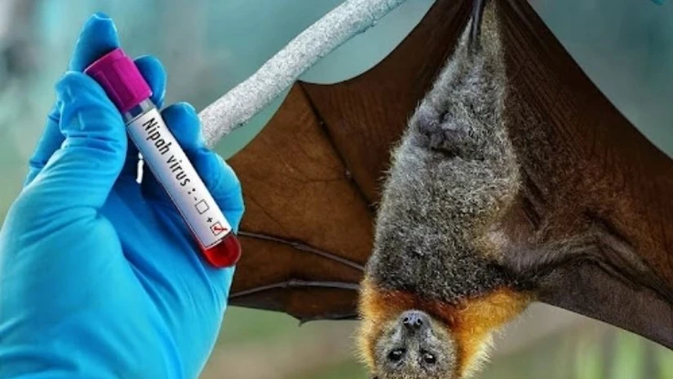 Bệnh do virus Nipah có vaccine, thuốc đặc trị chưa?