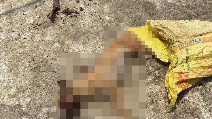 Một con chó cắn 3 người trong gia đình ở Quảng Ngãi rồi chạy lên núi