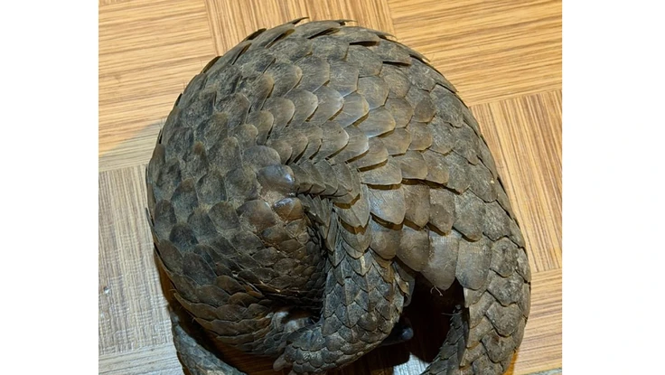 Con tê tê quý hiếm bò vào quán nhậu ở Đà Lạt