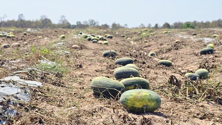Thêm góc nhìn pháp lý vụ 500 sào dưa hấu đã “cọc” 7,5 tỉ đồng bỏ chỏng chơ để trâu bò ăn