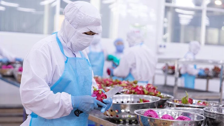 Dù đánh giá thị trường nội địa đầy tiềm năng nhưng các doanh nghiệp vẫn gặp khó ở ngay sân nhà. Trong ảnh: Doanh nghiệp sản xuất trái cây để xuất khẩu đi châu Âu.