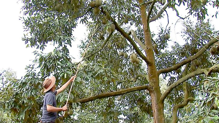 Huyện Krông Pắk, tỉnh Đắk Lắk đã được cấp khoảng 35 mã vùng trồng cây sầu riêng để xuất khẩu sang Trung Quốc. Trong ảnh: Nông dân huyện Krông Pắk thu hoạch sầu riêng.