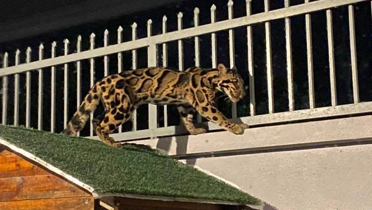 CHÙM ẢNH: Vây bắt báo hoang dã trên mái nhà dân