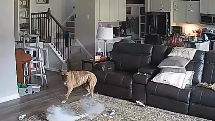 Chú chó Colton nghịch dại pin, làm cháy thảm trải sàn ở phòng khách khi chủ vắng nhà. Ảnh chụp màn hình: FACEBOOK/Chapel Hill Fire Department