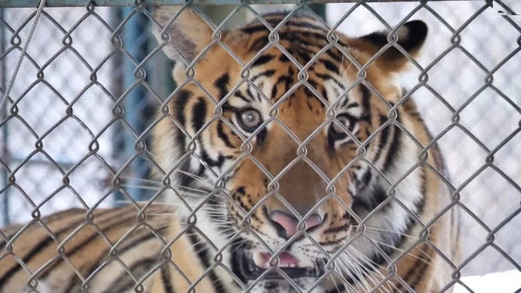 72 con hổ trong vườn thú ở Thái Lan chết hàng loạt trong chưa đầy 2 tuần