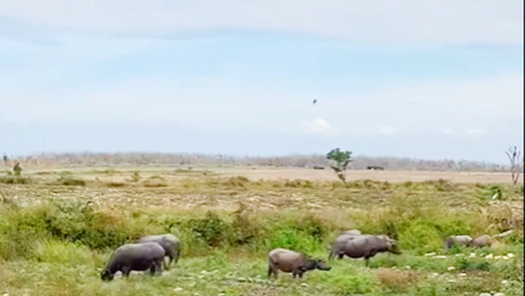 500 sào dưa hấu đã “cọc” 7,5 tỉ đồng bỏ chỏng chơ để trâu bò ăn