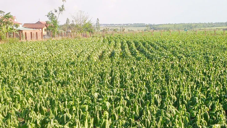 Nông dân trồng cây thuốc lá ở Gia Lai thiệt hại nặng vì mưa trái mùa