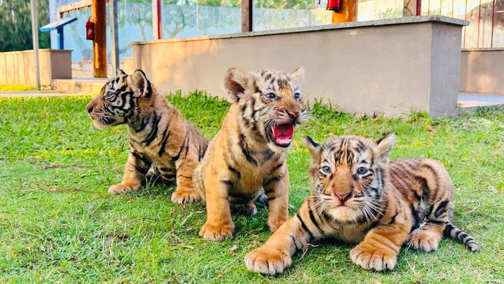 Hổ Belgan sinh 3 con tại vườn thú FLC Quy Nhơn