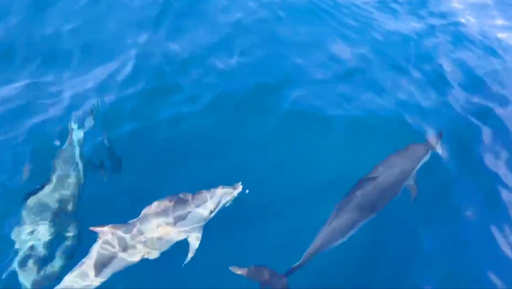 Đàn cá heo hơn 100 con 'bám' tàu đánh cá hơn 1 giờ tại biển Quy Nhơn