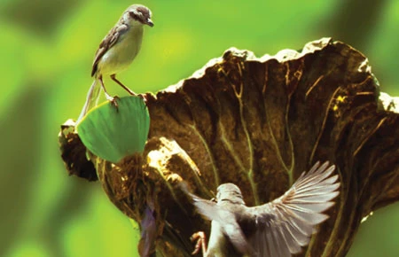 Con chim tìm nhau qua tiếng hót