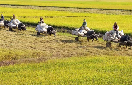 Về miền Tây, thương…