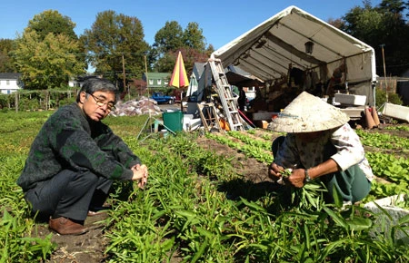 Vườn rau giữa Washington, D.C.