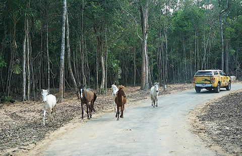 Safari vườn thú hấp dẫn nhất Việt Nam