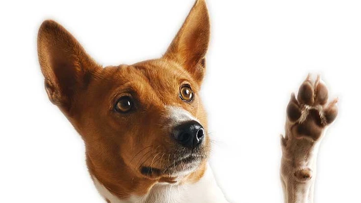 Tết con chó, nhớ con Na