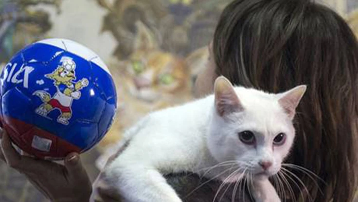 Chú mèo ở Cung điện Mùa đông kế thừa bạch tuộc Paul