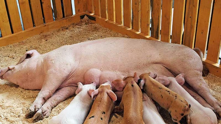 Tết năm Hợi, nhớ con Nái, con Khoang