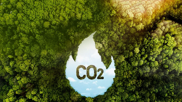 Kiếm triệu đô từ rừng nhờ bán tín chỉ carbon