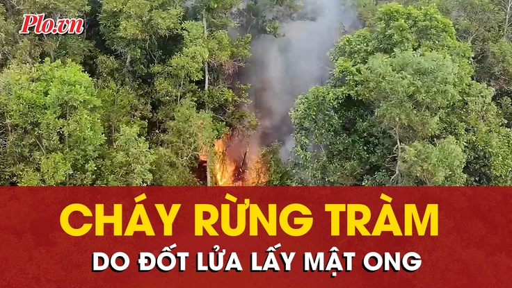 Xác định nguyên nhân cháy rừng tràm gây thiệt hại khoảng 1,5 hecta