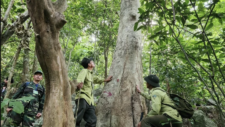 Phát triển tín chỉ các-bon rừng còn vướng mắc chưa được tháo gỡ. Ảnh: MT