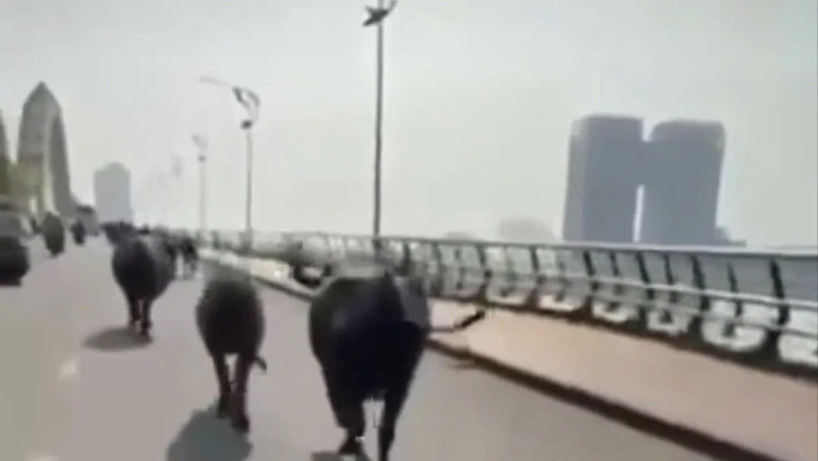 Đàn trâu chạy qua cầu Rồng.