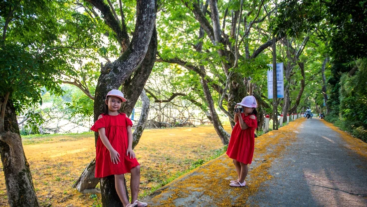 Hoa giáng hương ấn phủ vàng phố phường Đà Nẵng