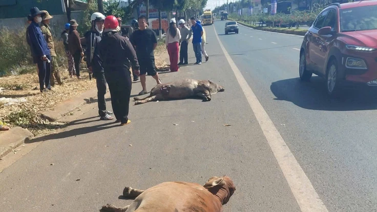 Xe tải nghi mất thắng, tông chết 3 con bò, gây tai nạn liên hoàn