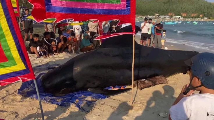 Sau lễ Cầu Ngư, cá ông liên tiếp dạt vào bờ biển ở Đắk Lắk