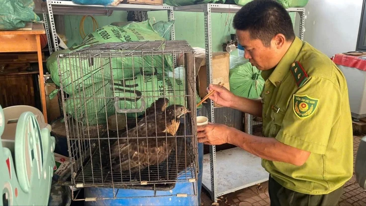 Người đàn ông bắt gặp con chim lạ khi ra vườn tưới rau