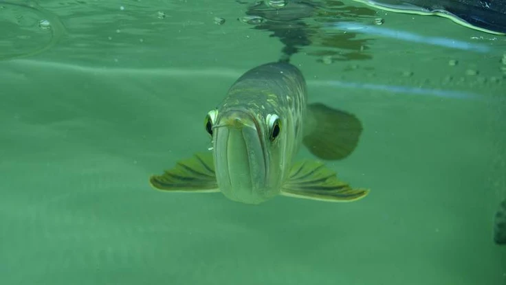 Buôn bán cá nguy cấp, người gốc Việt đối mặt bản án 10 năm tù