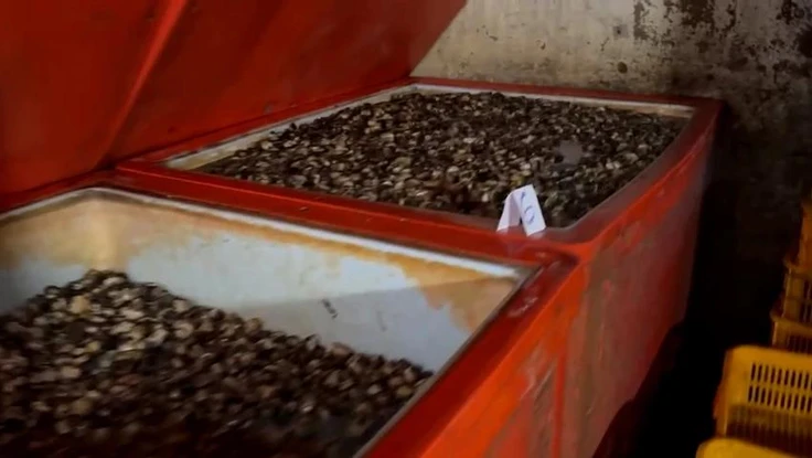 Ăn ốc bươu ngâm ‘thủy tinh lỏng’: Nguy cơ viêm loét dạ dày, ảnh hưởng gan, thận