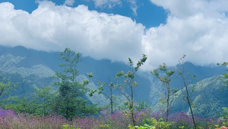 Mê mẩn với thung lũng hoa hồng lớn nhất Việt Nam