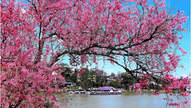 Tối nay khai mạc Lễ hội Hoa Mai Anh Đào – Đà Lạt Xuân 2026