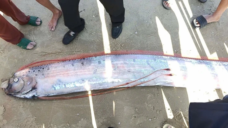 Cá mái chèo dài gần 4m dạt vào bờ biển Dinh Thầy Thím