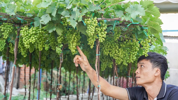 Đặc sản nho cảnh Ninh Thuận 'cháy hàng' ngày Tết