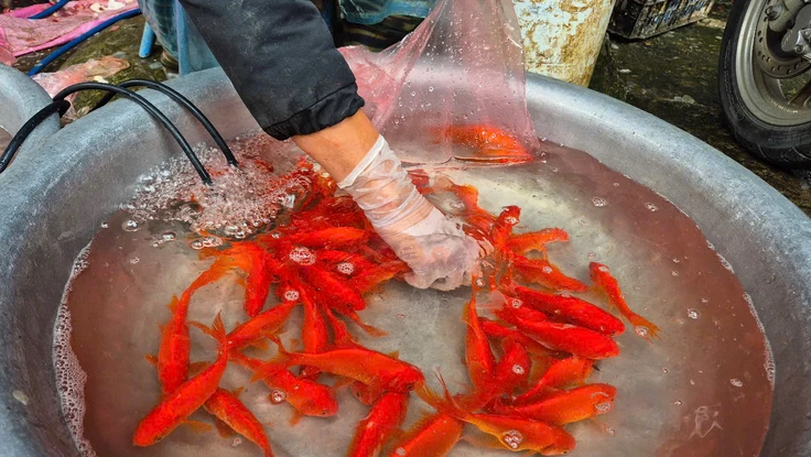 Cá chép, xôi gấc 'cháy hàng' ngày cúng ông Công, ông Táo