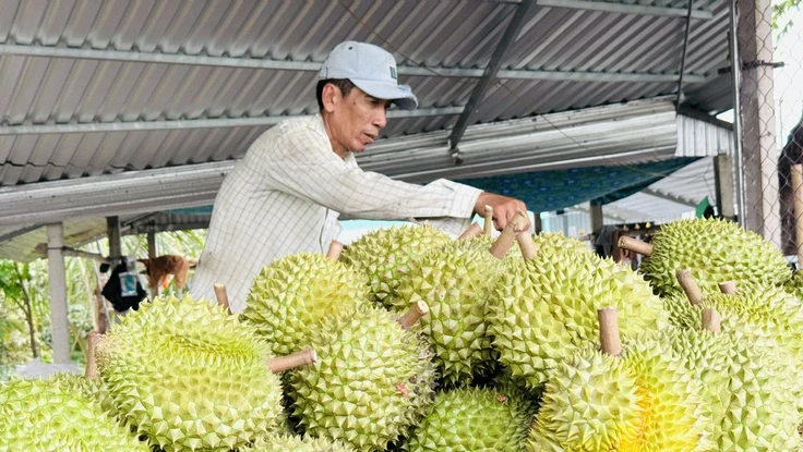 Xuất khẩu sầu riêng tăng khủng hơn 200%