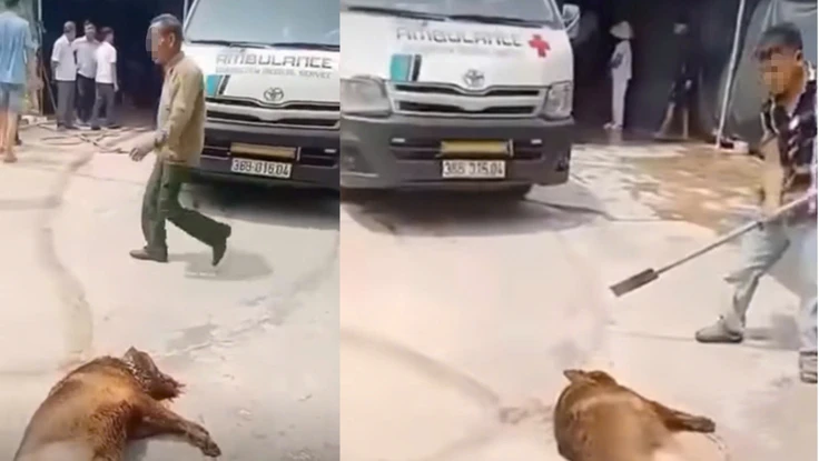 Chó becgie tấn công chủ đến tử vong 