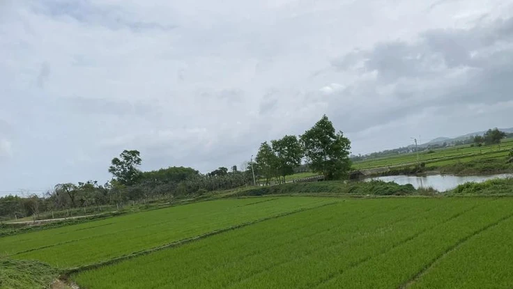 Án lệ về việc hủy sổ hồng khi cấp chồng lên đất người khác