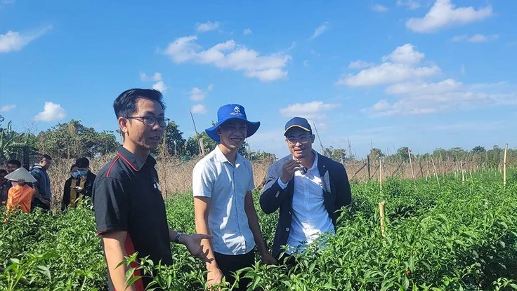 Nông trại dự án ớt VietGAP tại Buôn Đôn (Đắk Lắk). Ảnh: THU HÀ