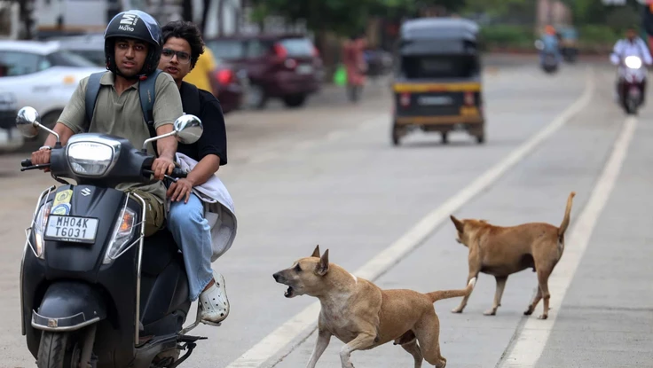 Tranh cãi phán quyết của Tòa tối cao Ấn Độ về số phận hàng triệu con chó hoang