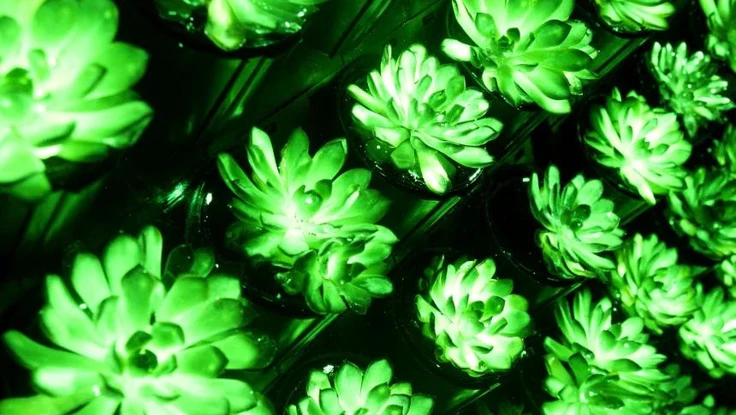 Kỳ diệu sen đá phát quang thành đèn đường