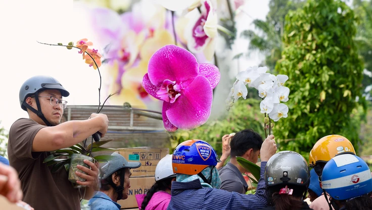 lan hồ điệp, chợ hoa, hoa tết