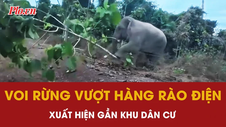 Voi rừng vượt hàng rào điện, xuất hiện gần khu dân cư ở Đồng Nai