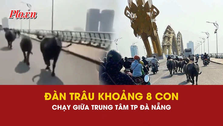 đàn trâu, Đà Nẵng, chăn thả