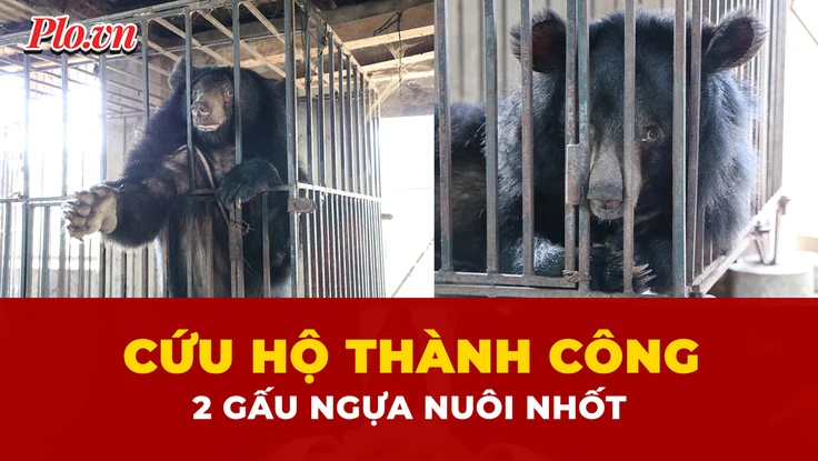 gấu ngựa, cứu hộ, Nghệ An