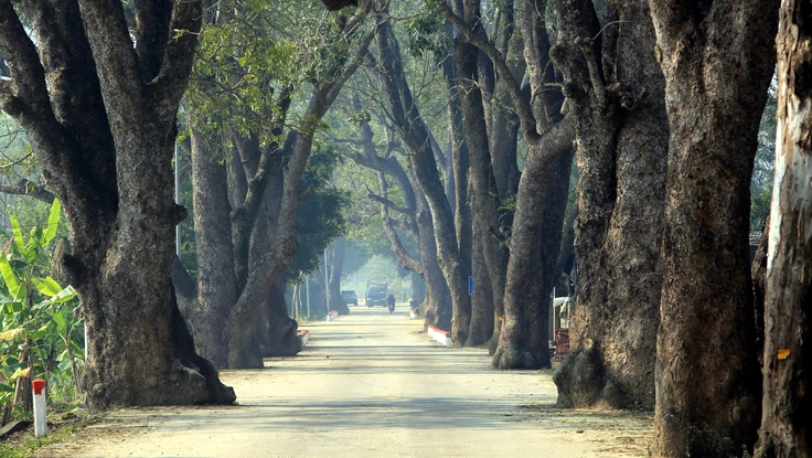 Ngắm hàng cây xà cừ trăm năm hiếm có ở làng quê xứ Thanh