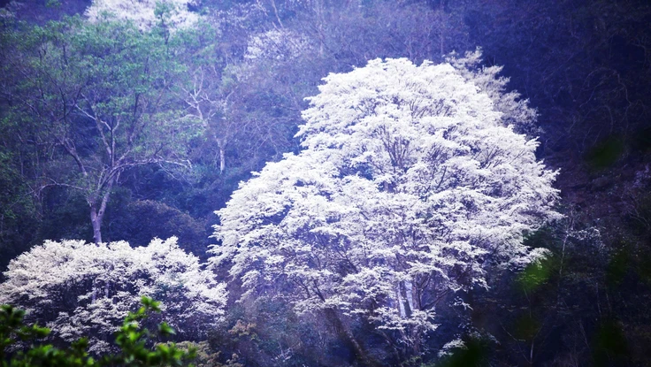Ngắm mùa hoa thàn mát nở trắng như tuyết giữa núi rừng miền Tây xứ Thanh