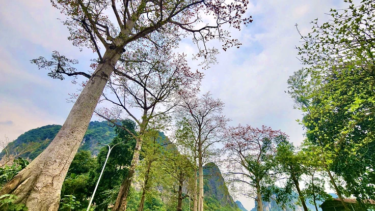 Chiêm ngưỡng những cây gạo cổ thụ nở đỏ rực bên sông Mã