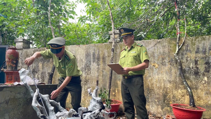 Thanh Hóa đưa cây muội hồng trở lại rừng thay vì thanh lý