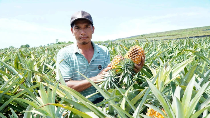 Mòn mỏi đợi thương lái, nông dân xót xa trong mùa dứa 'đắng'